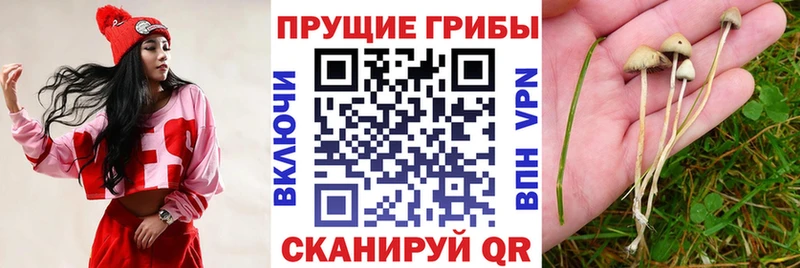 Галлюциногенные грибы Cubensis  купить закладку  Сальск 